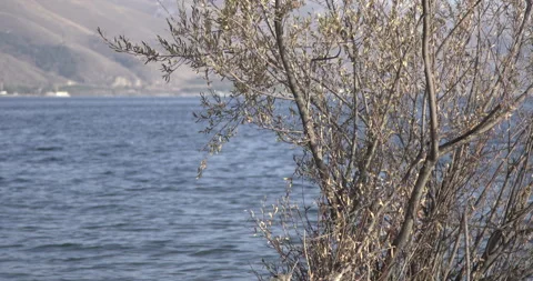 Lake Sevan Armenia Shore Tree Branches Foreground 4K Stock Footage 326638213