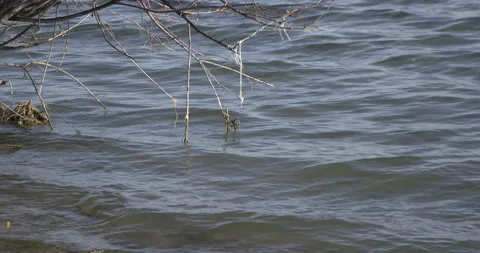 Lake Sevan Armenia Wide Water Texture with Shore Branches 4K Stock Footage 326637087
