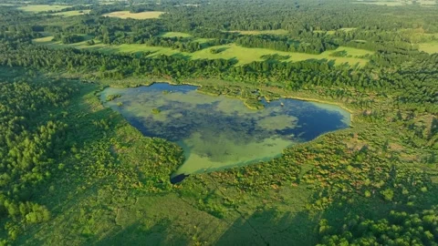 Lake in shape of a heart in forest. Bog, fen, mire landscape. Vidéo 201380991