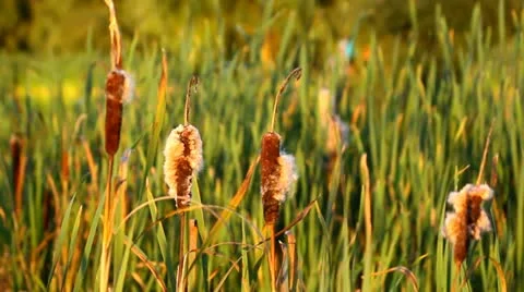 Lake shore with bulrushes Stock Footage