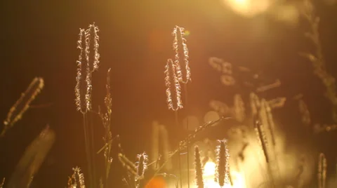 Lake shore close-up in the evening, sun rays, atmospheric Stock Footage