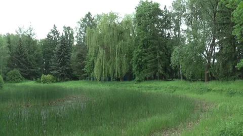 The lake shore Stock Footage 38281546