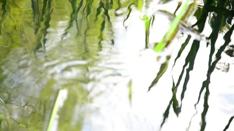 The lake shore. Stock Footage 42033290