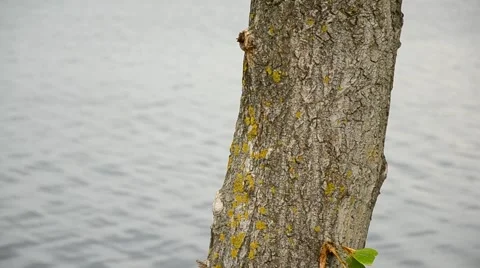 The lake shore. Stock Footage 42033370