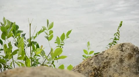 The lake shore. Stock Footage 42033428