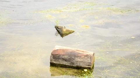 The lake shore. Stock Footage 42033445