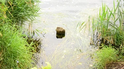 The lake shore. Stock Footage 42033524