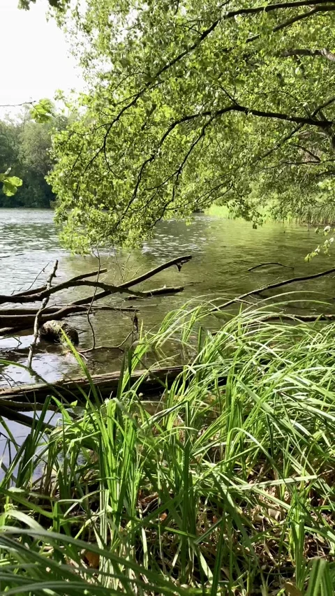 Lake shore in a forest Stock Footage 139772975