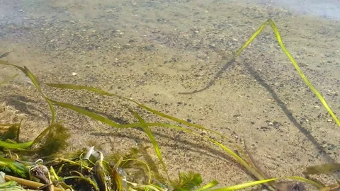 Lake Shore Ripples Stock Footage 83858772