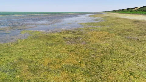 The lake shore is shrouded in mud Stock Footage 153471898