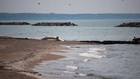 LAKE SHORE SPRING WAVES BEACH AND BIRDS 10 Stock Footage 301245947