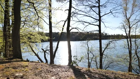 Lake Shore Through Backlit Trees in Early Spring Poland Stock Footage 342515749