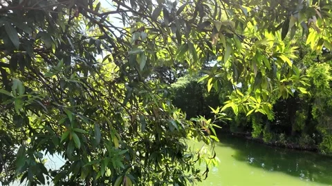 Lake Shore Trees with Sunlight Through Leaves 4K Stock Footage 317097680
