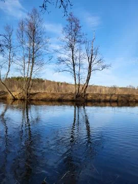 Lake Shore with Two Bare Spring Trees Stock Photos