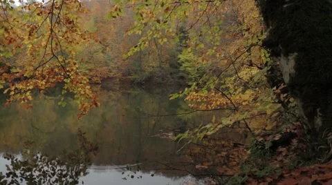 The lake side sear leaf in the autumn tree Vidéo 43321533