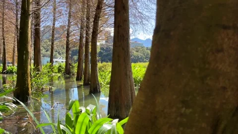 Lake side view of Sun Moon Lake, Taiwan Stock Footage 262204692