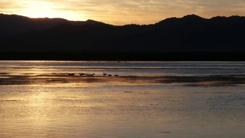Lake with silhouettes of duck flock on the sunset Stock Footage