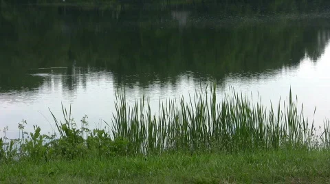 Lake soreline Stock Footage 461095