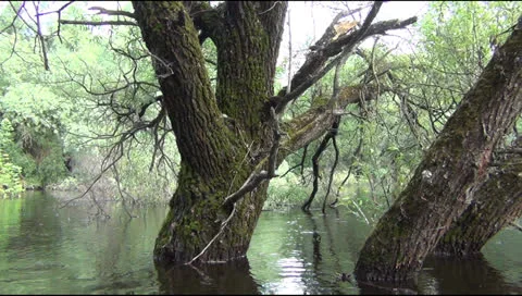 Lake in the spring Stockbeeldmateriaal 24631466
