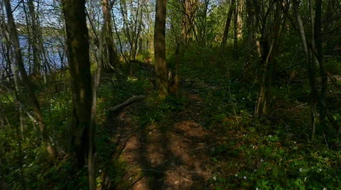The lake in the spring forest.slow motion Stock Footage 63222974