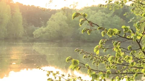 Lake Spring Sunset Stock Footage 75908542