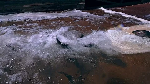 Lake Stocked With 10" Trout Stock Footage 341620286
