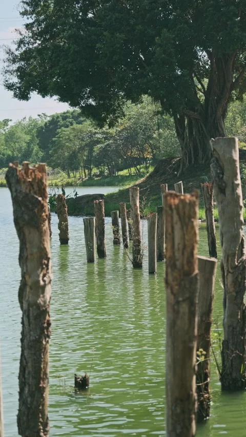 Lake Stumps: Numerous Dead Tree Trunks in Green Water with Ripples (ProRes 422) Stock Footage 320889659
