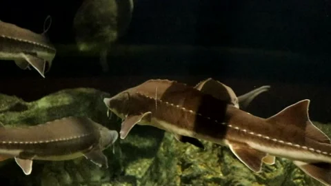 Lake Sturgeon Stock Footage 149858867