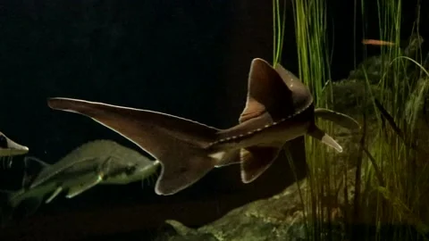 Lake Sturgeon Stock Footage 149858882