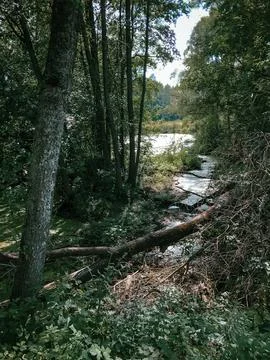 Lake in the  summer forest Stock Photos