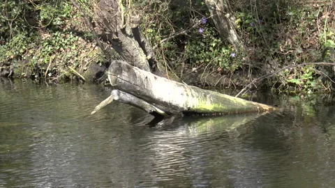 Lake Sunken Tree Stock Footage 152233590