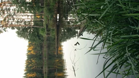 Lake in sunrise with pine view - vertical video Stock Footage 207431815
