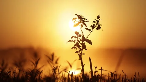 Lake Sunrise Timelapse 스톡 동영상 310564817