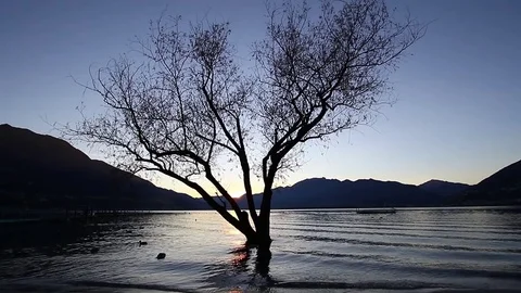 Lake sunset with ducks and tree 스톡 동영상 73795194