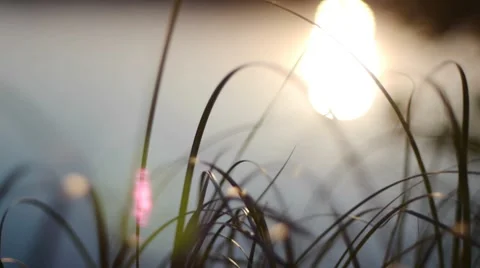 Lake sunset grass Stock Footage 7747989
