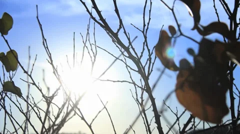 Lake Sunset Peaking Through Tree Branches and Leaves Blowing in the Wind Stock Footage 34499571