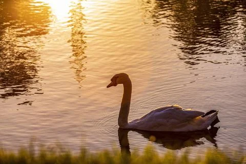 Lake sunset Stock Photos