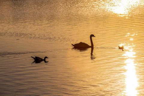 Lake sunset Stock Photos