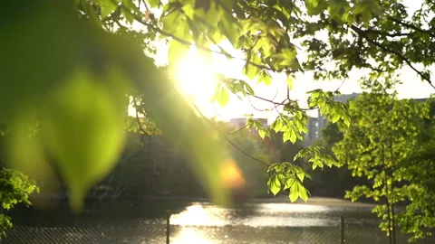 Lake at sunset with spring leaves Vídeo Stock 195531765