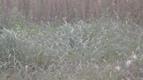 Lake, sunset, sun Video stock 54459045