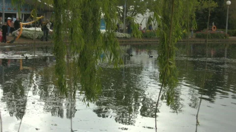 Lake surface and willow branches Video stock 559718
