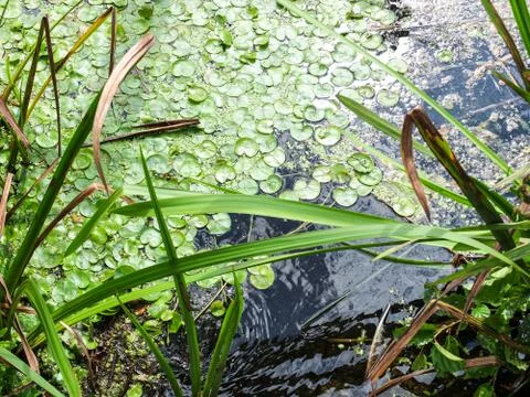 The lake surface with green algae and sea grass Stock Photos