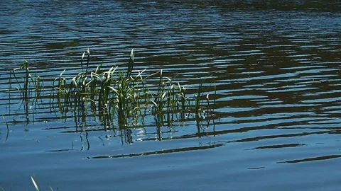 Lake surface with green grass and light ripples in waves Stock Footage 110737154