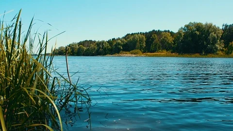 Lake surface with green grass and light ripples in waves Stock Footage 110737363