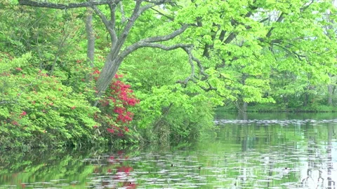 The Lake Surface Reflecting Fresh Greenery and Ezo Azalea Video stock 332374970