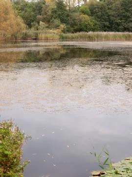 Lake surface texture algae dirty unclean outside background summer Foto stock