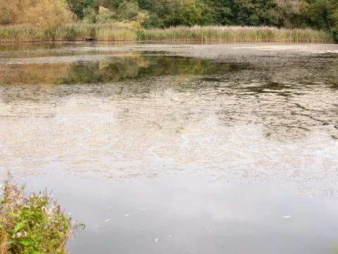 Lake surface texture algae dirty unclean outside background summer Foto stock