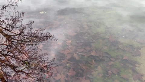 Lake surface with a tree reflection Stock Footage 265704816