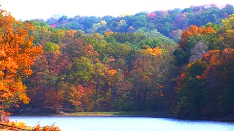 Lake Surrounded by Autumn Trees Video stock 904645