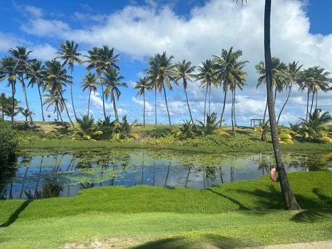 Lake surrounded by coconut trees Stock Photos